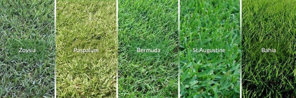 Bahia Florida Grass