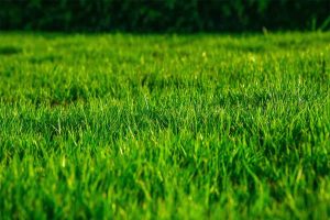 Which Florida Grass Types are Good for Sandy Lawns