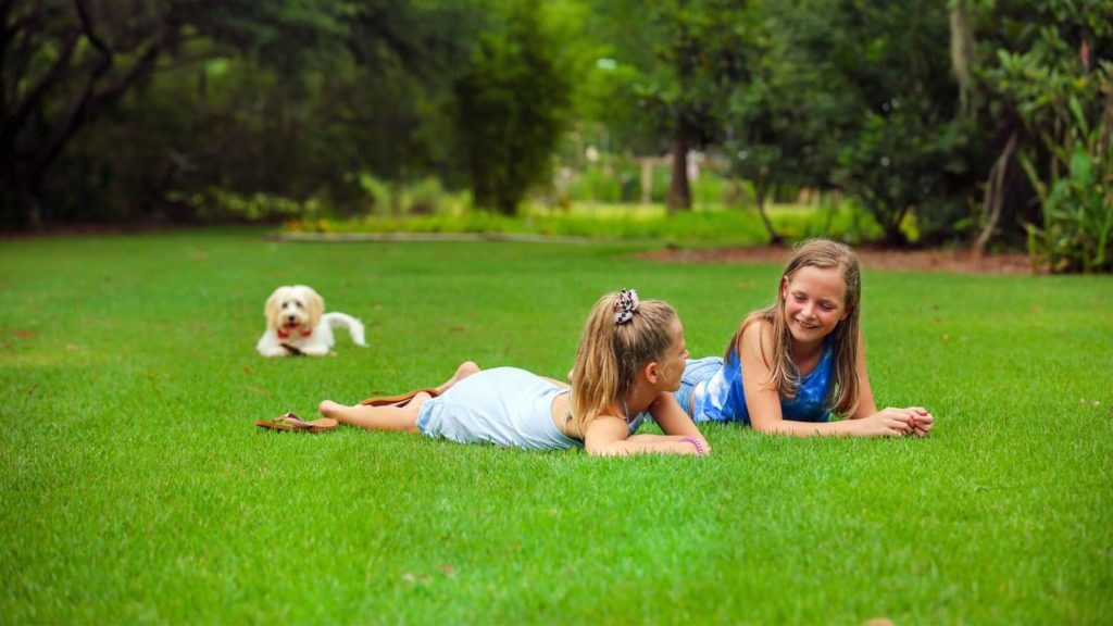 Florida Grass Types are Good for Sandy Lawns