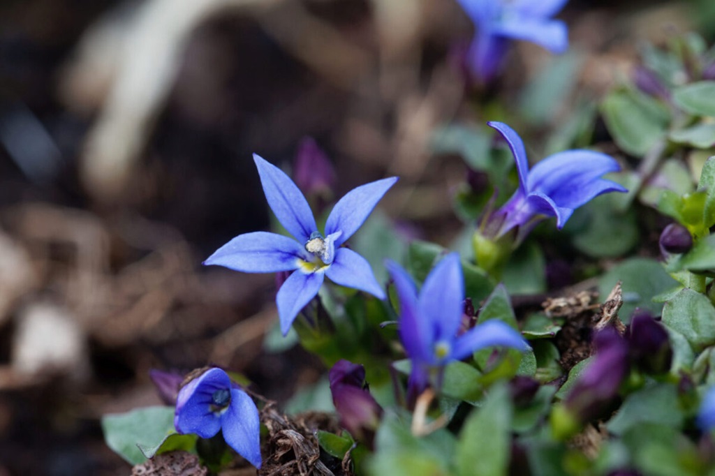 Caring for the Blue Star Creeper