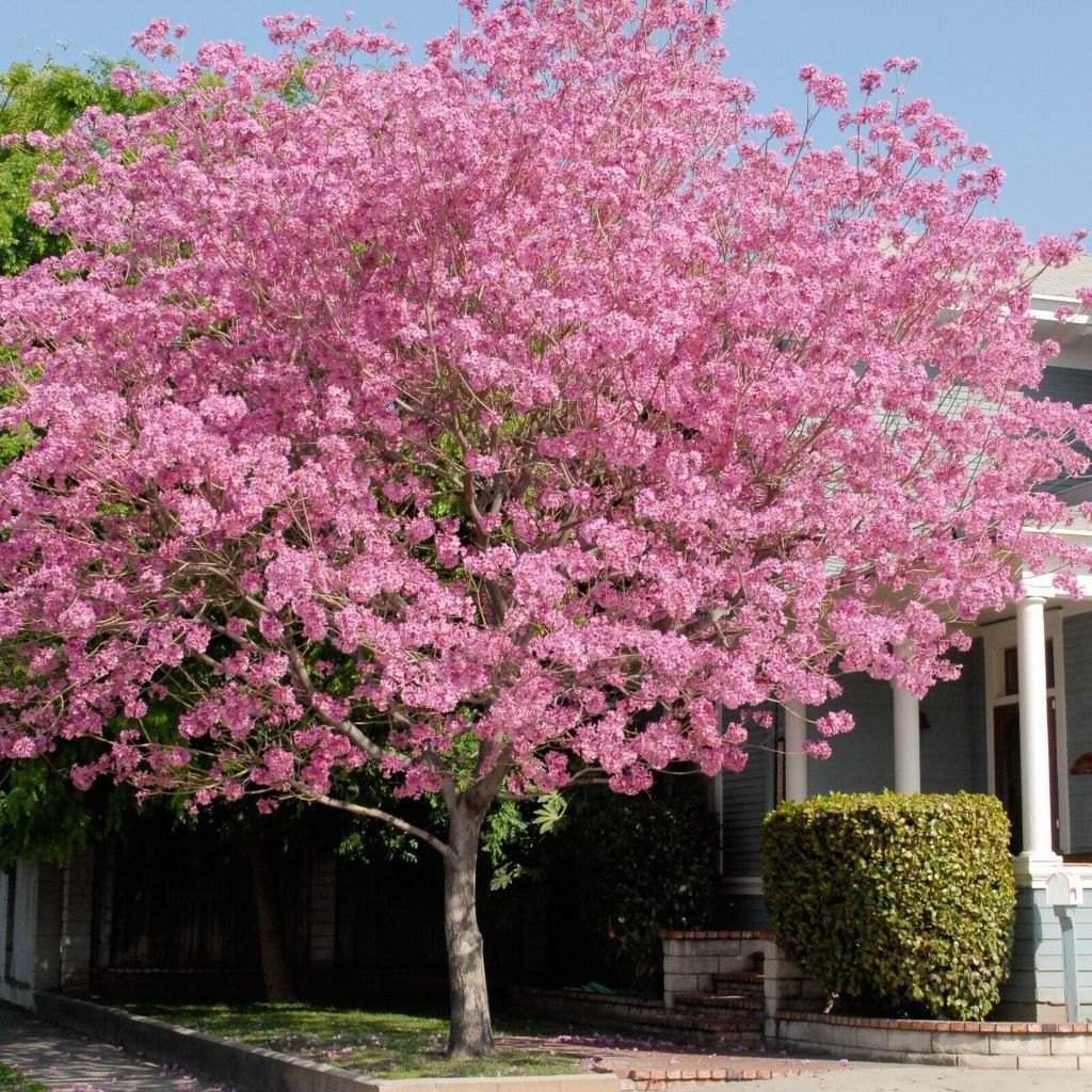 An Overview of the Pink Trumpet Tree