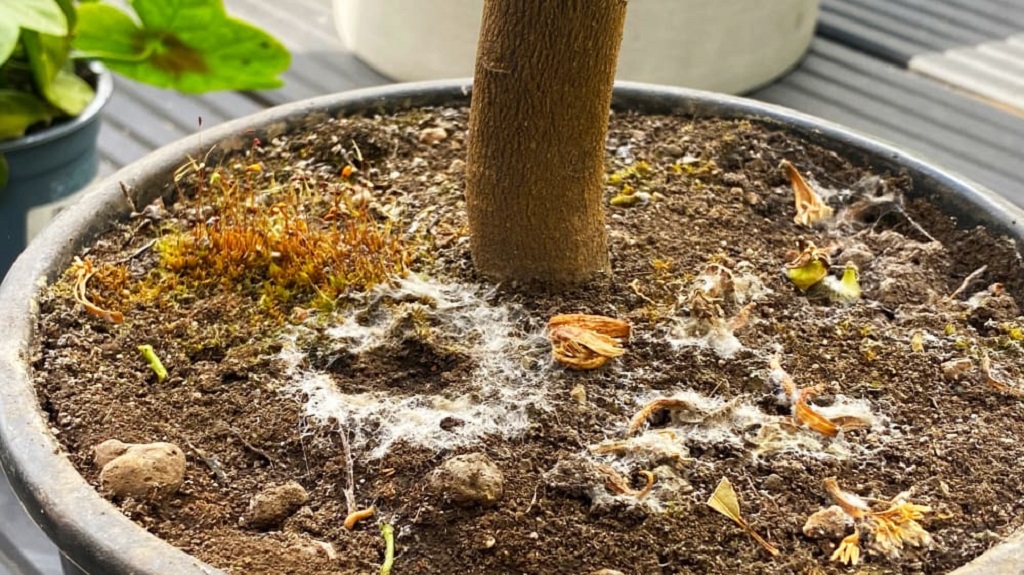 What Causes White Fuzz on Soil?