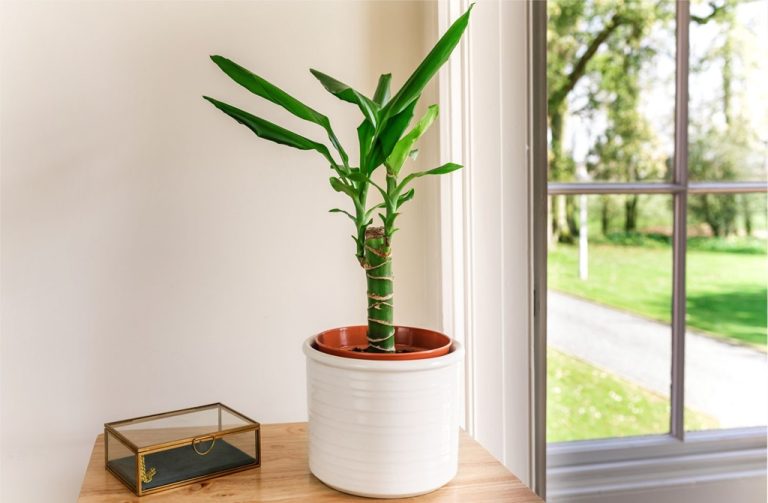 20 Best Indoor Plants for Dark Rooms Alices Wonderland Nursery
