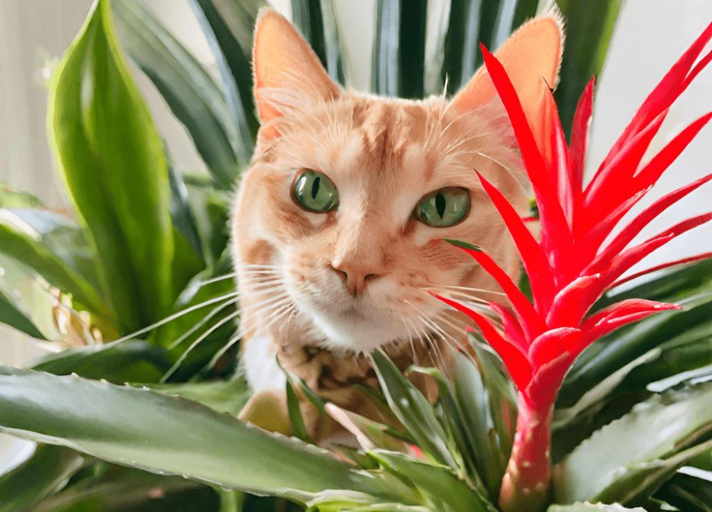 Gardening and Bromeliads Safely with Cats