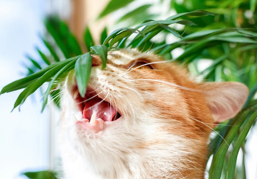 Why Are Bromeliads Toxic to Cats?