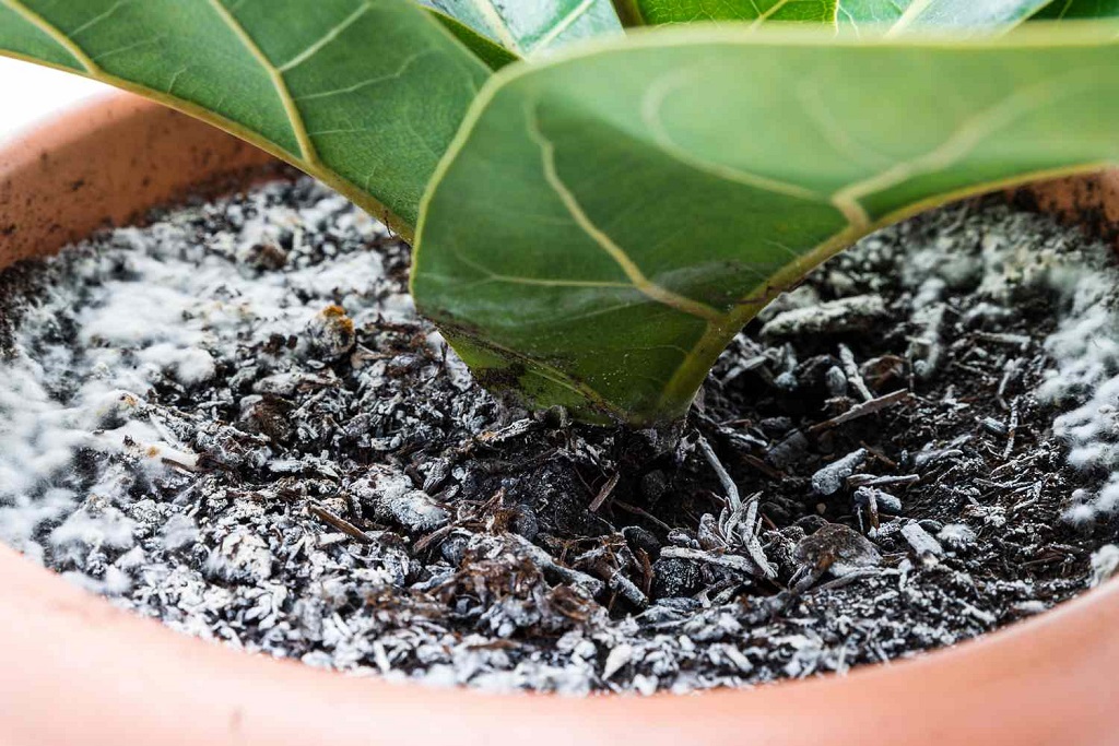 When to Worry About White Fuzz on Houseplants