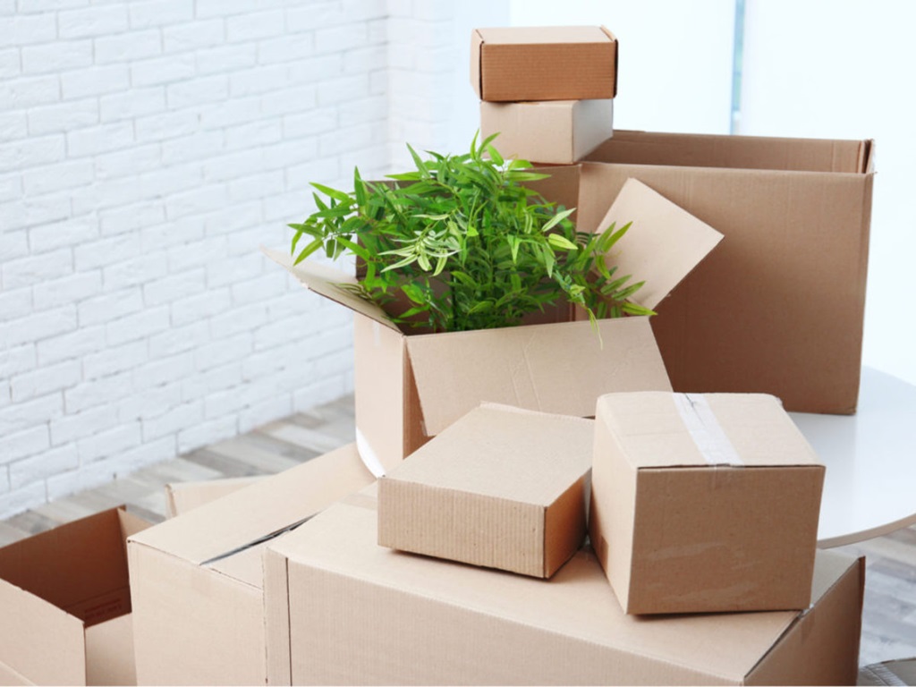 How to Ship Plant Cuttings