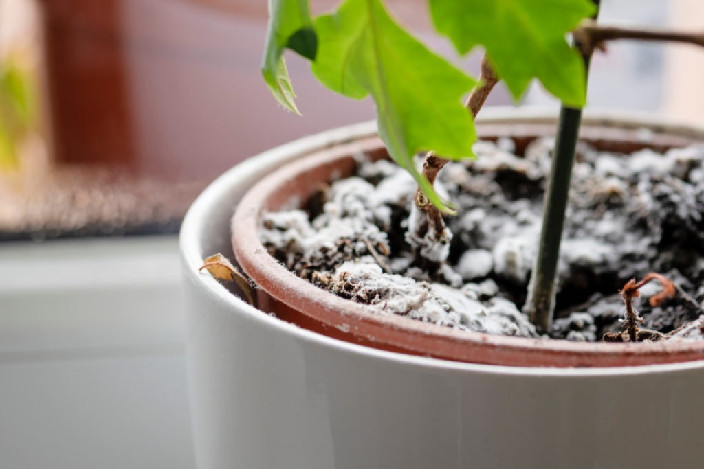 White Fuzz on Soil: What Is It and Should You Be Concerned?