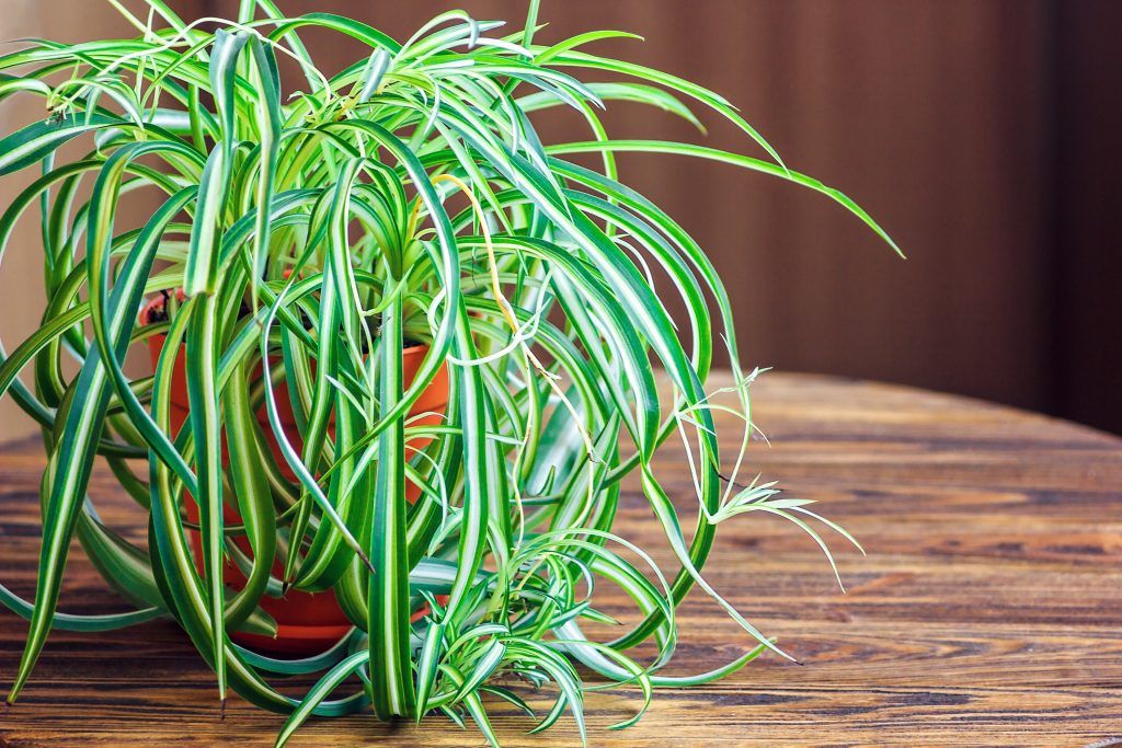 How to Make Spider Plant Bushier?