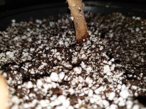 Why is White Stuff on Plant Soil Harmful?