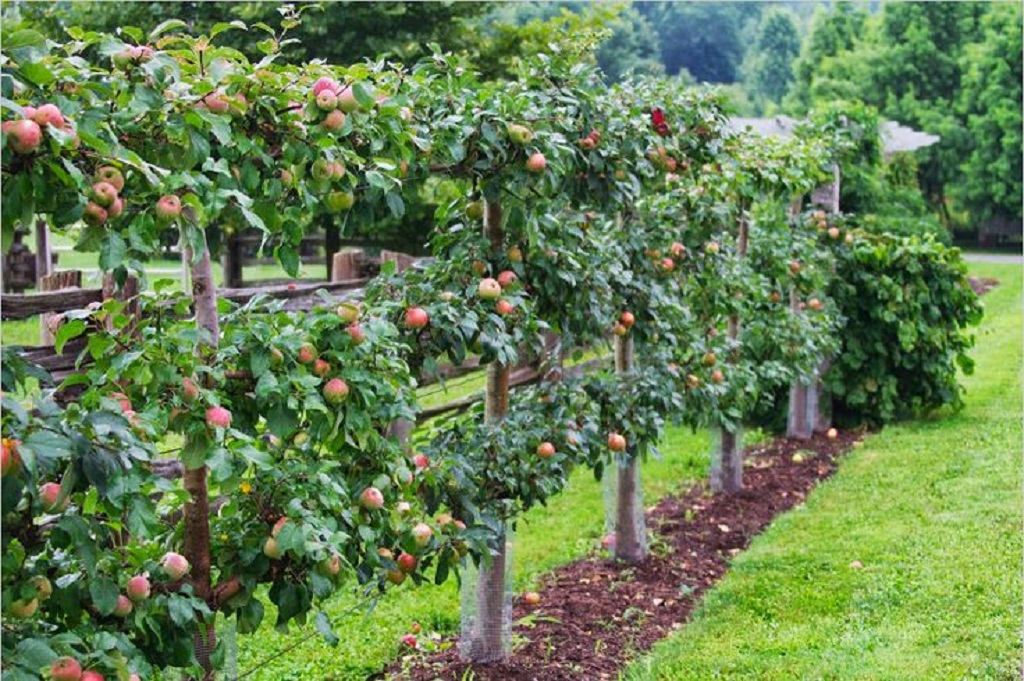 What fruit trees grow best as espalier