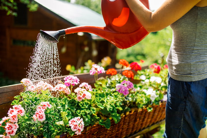 How do you take care of outdoor plants in the summer?