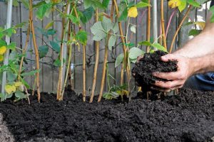 Boost Your Garden: The Art of Mixing Cow Manure with Soil