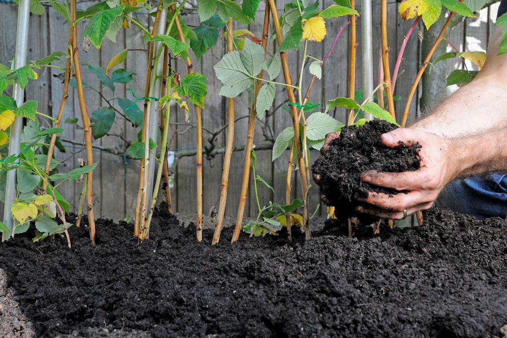 Which manure is best for gardens?