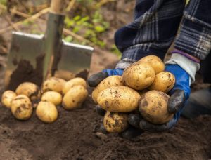Unearthing the Perfect Potato: Knowing When to Harvest