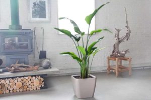 How to Care for Your Majestic Bird of Paradise Indoors: A Comprehensive Guide