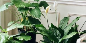 How to Care for Your Peace Lily: A Flourishing Guide