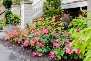 10 Best Flowering Vines for Shade: Bring Beauty to Low-Light Gardens