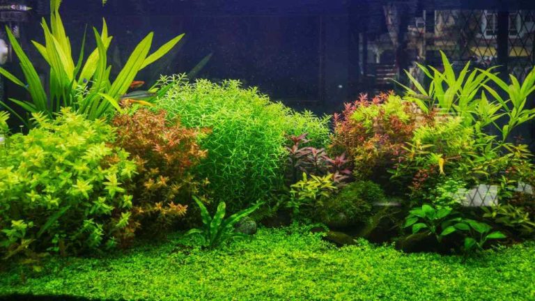 A Flourishing Underwater Garden: The Complete Guide to Live Aquarium Plants