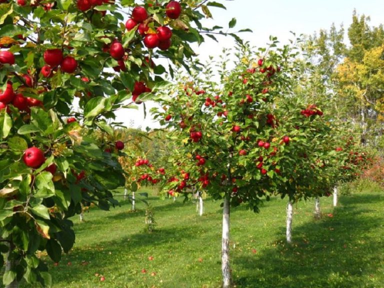 Guide to Choosing and Growing Red-Fruited Apple Trees in Britain