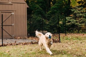 Creating a Safe and Fun Fenced Yard for Your Animals