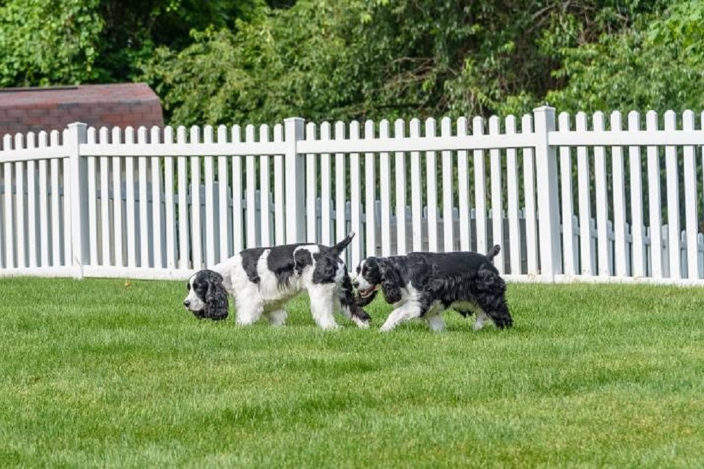 How do you keep a dog from escaping a fenced yard