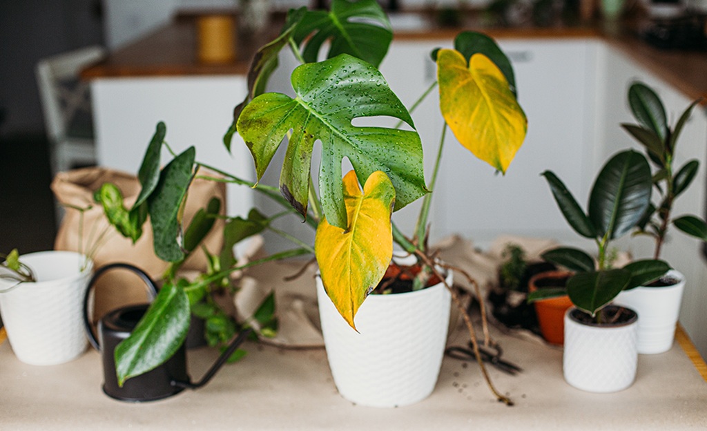 How to Revive Your Overwatered Indoor Plants