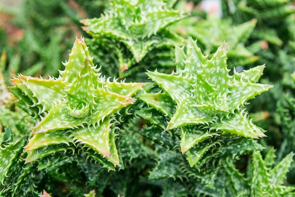 Propagation expanding your tiger tooth collection in water