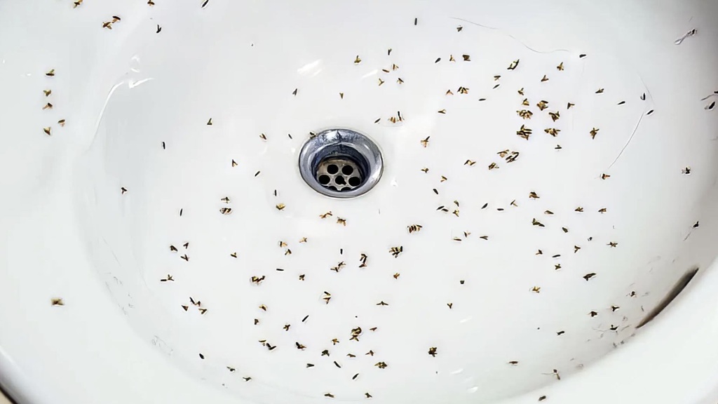 Fruit Flies vs. Gnats