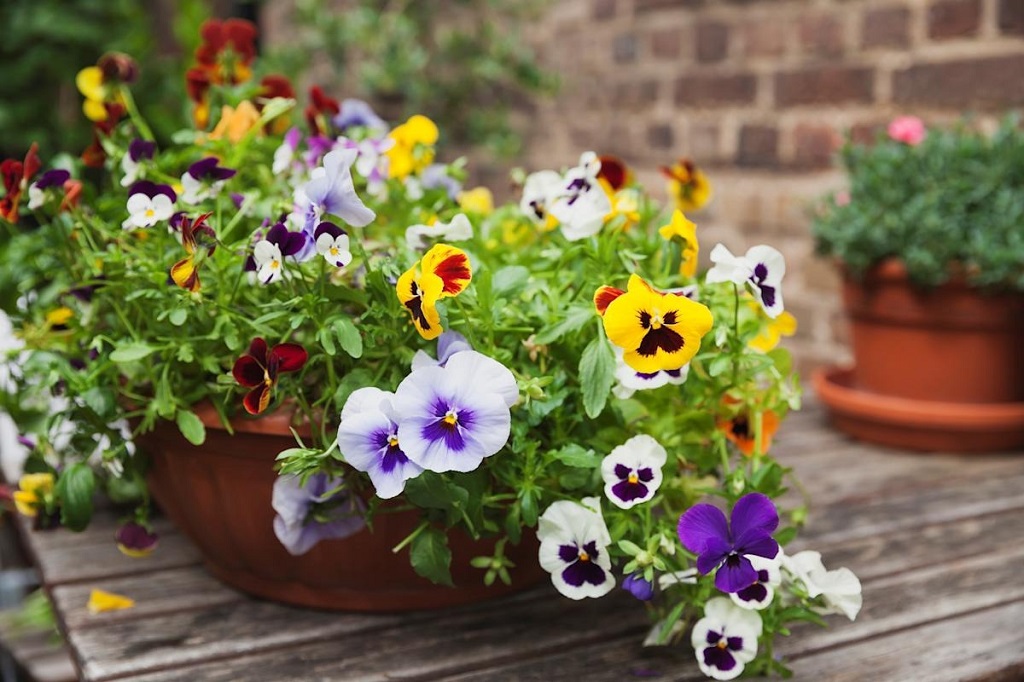 What temperature is too hot for pansies