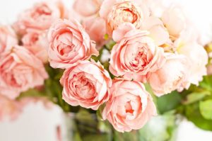 Coralie Dahlia: Unveiling the Enchanting Bloom That Captivates Gardeners and Florists