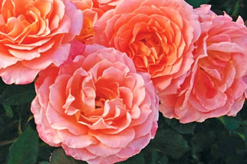 Transform Your Garden with American Dawn