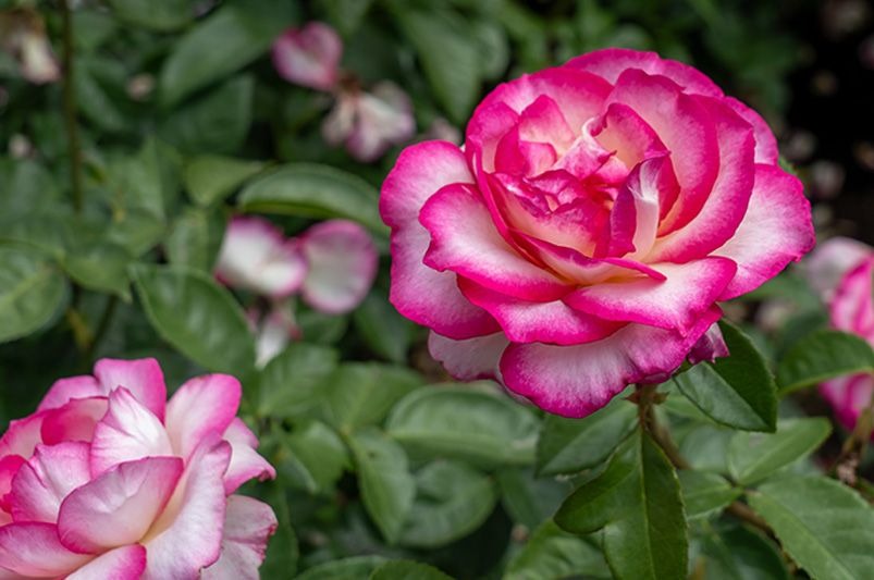 Dahlia American Dawn: The Crown Jewel of Your Garden That’ll Make Your Neighbors Green with Envy