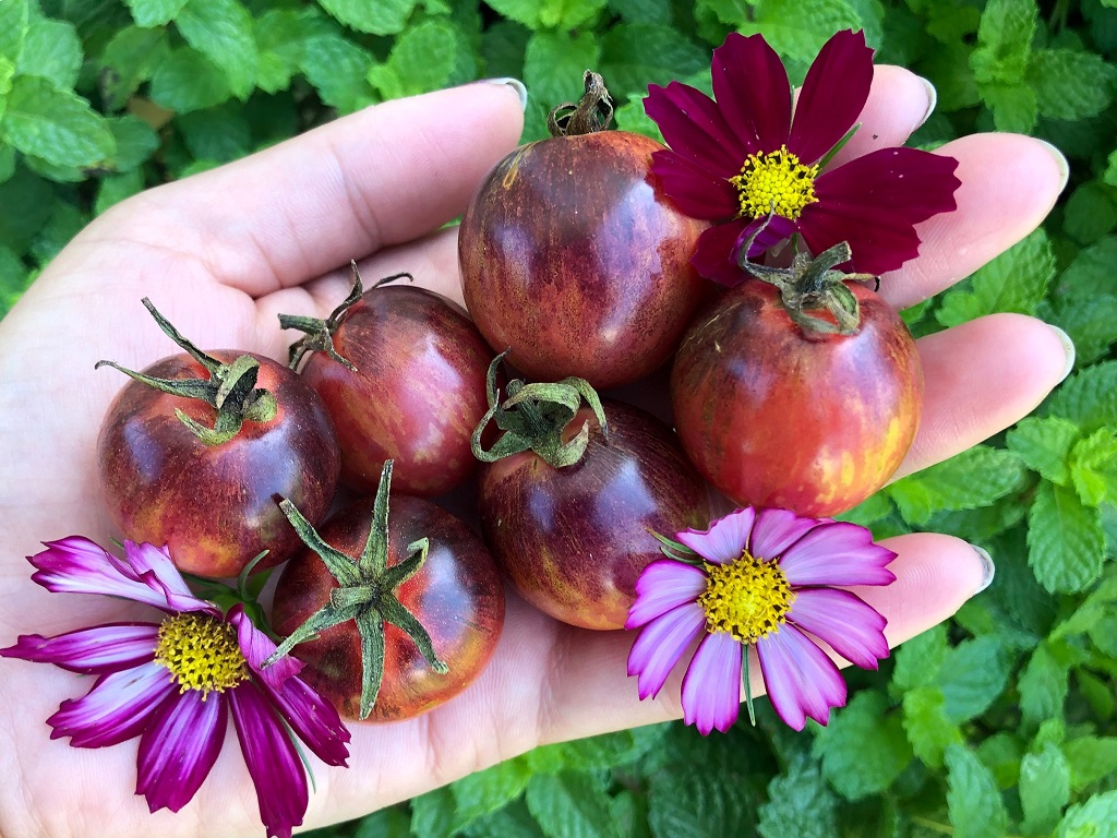 The Health Benefits of Black Strawberry Tomatoes