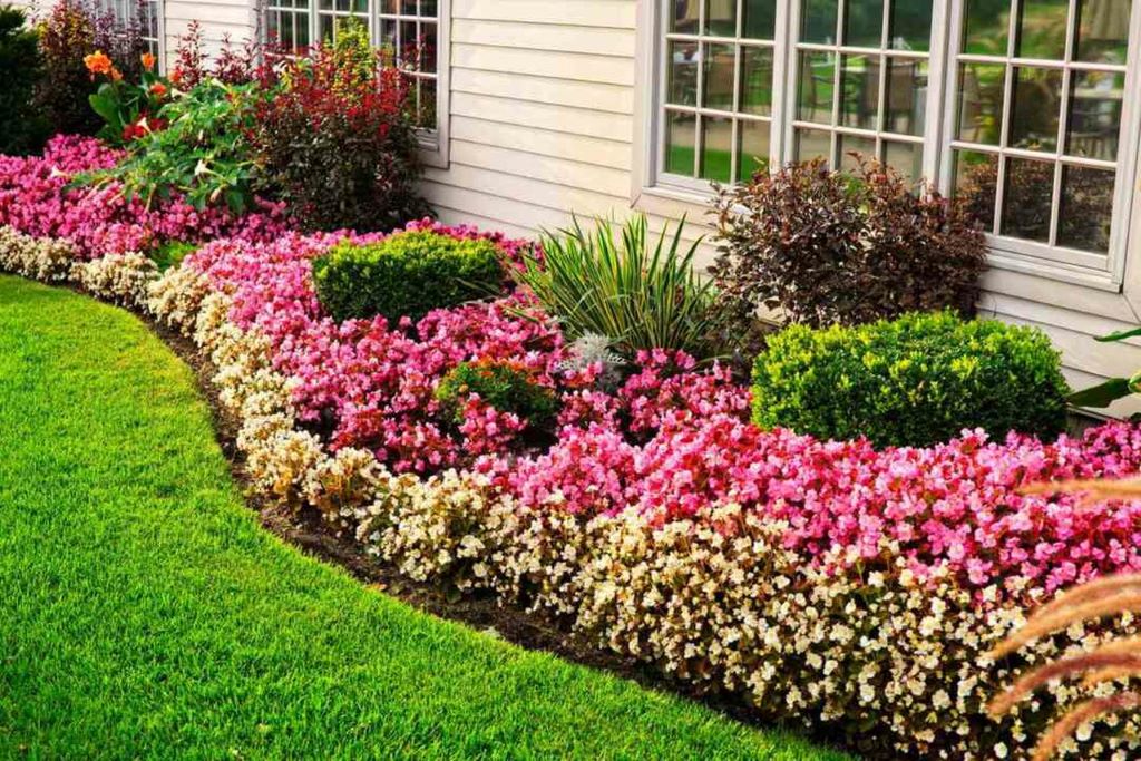 How to Create a Wildflower Front Yard: A Complete Guide for Beginners