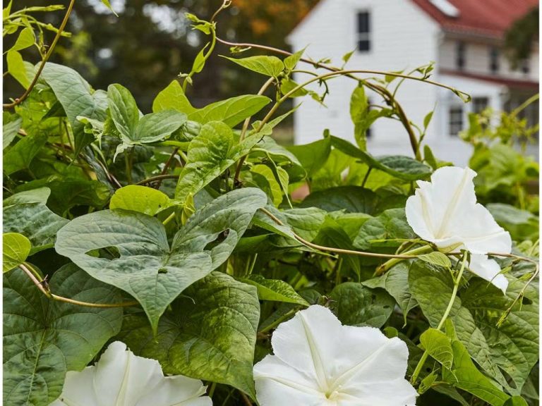 Moon Garden Ideas: Create a Magical Nighttime Oasis