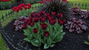 How to Grow Dark Flowers for a Gothic Garden Aesthetic