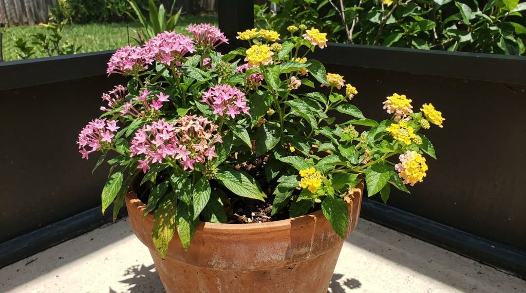 Gardener maintaining healthy flowering containers naturally