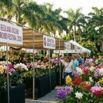 Rows of rare orchid specimens in vibrant bloom on display at vendor booths during the Redland International Orchid Festival 2026 at Fruit and Spice Park in Homestead, Florida