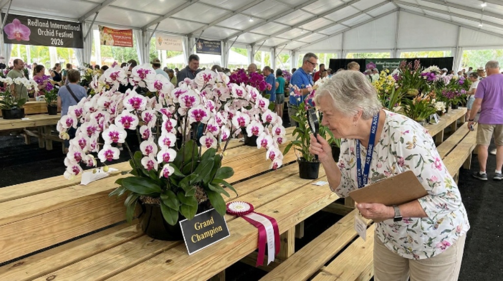 An American Orchid Society judge evaluating a Grand Champion flowering orchid on a display bench at the Redland International Orchid Festival 2026 competition tent